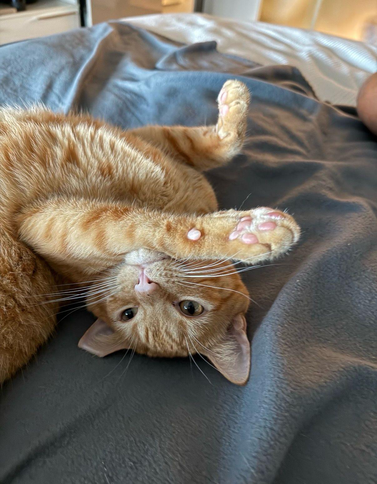 Enlarge Butch, a ADOPTABLE Domestic Short Hair in Miami Beach, FL image 2/4