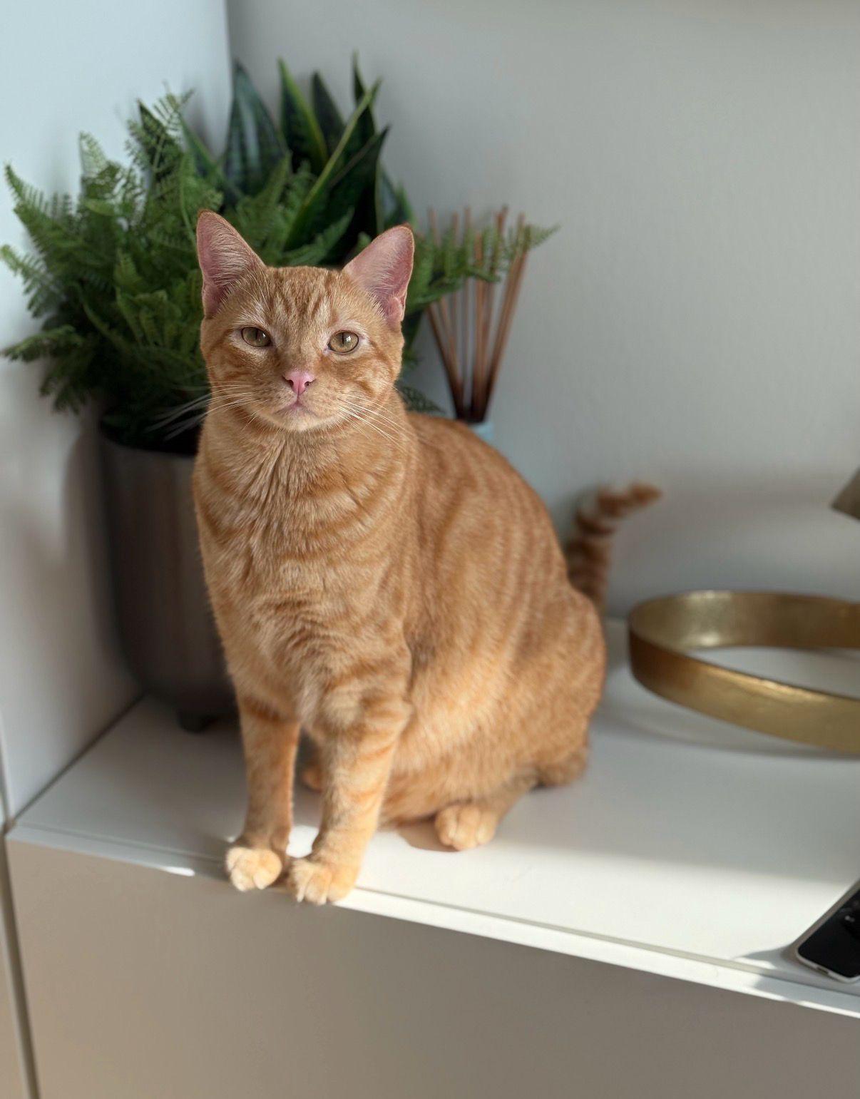 Enlarge Butch, a ADOPTABLE Domestic Short Hair in Miami Beach, FL image 1/4