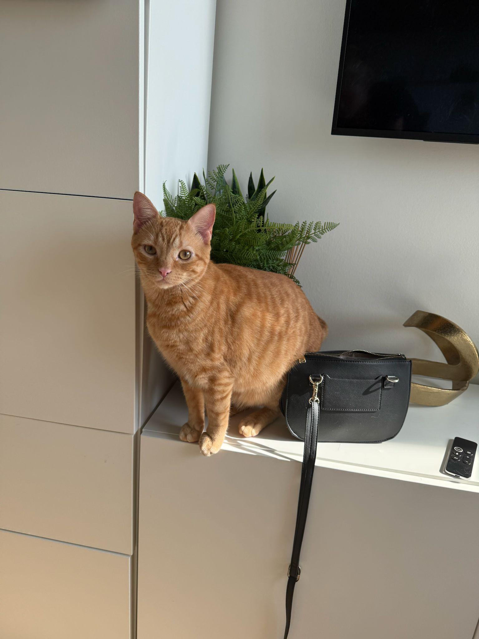 Enlarge Butch, a ADOPTABLE Domestic Short Hair in Miami Beach, FL image 4/4