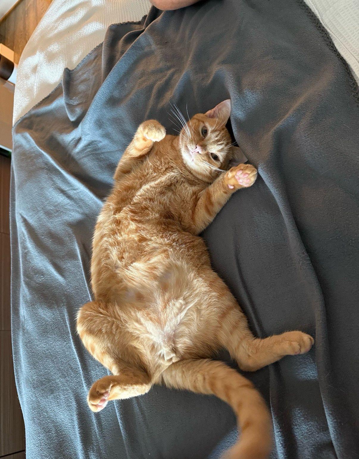 Enlarge Butch, a ADOPTABLE Domestic Short Hair in Miami Beach, FL image 3/4