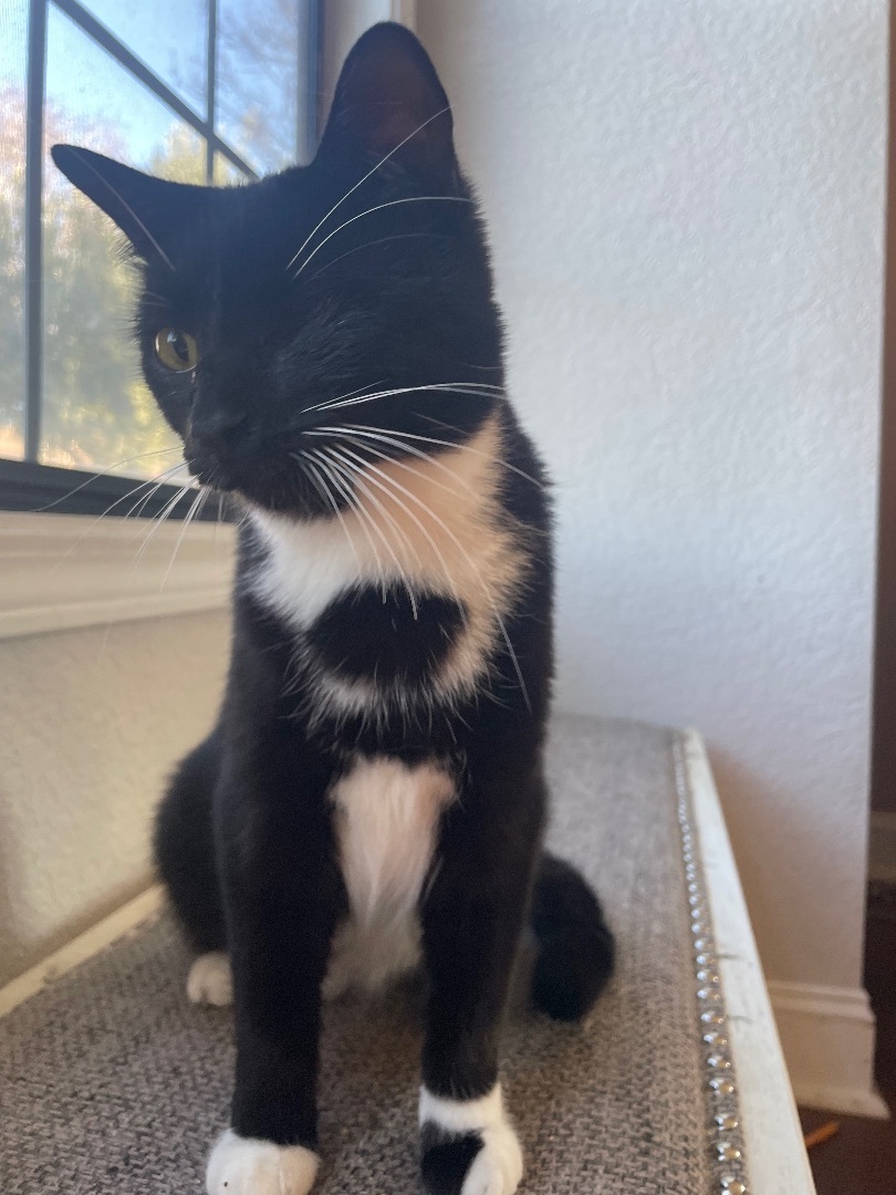 Sandy, a Adoptable Tuxedo in Hollister, CA image 2/4