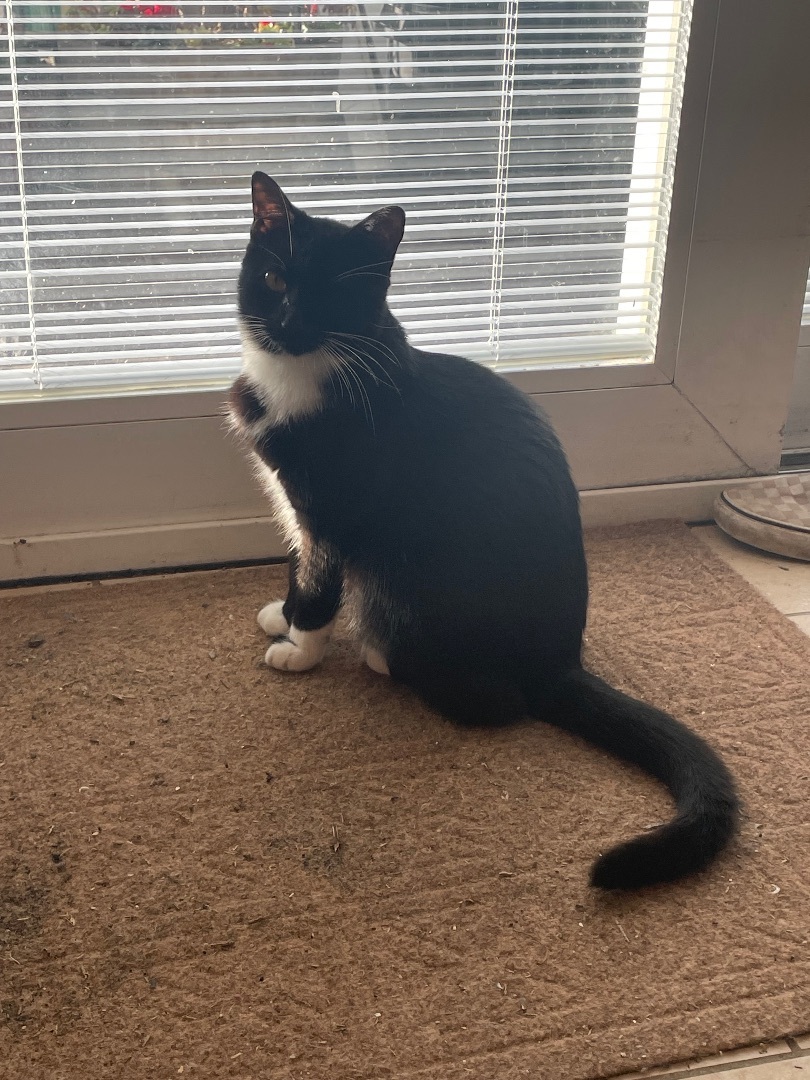 Sandy, a Adoptable Tuxedo in Hollister, CA image 3/4