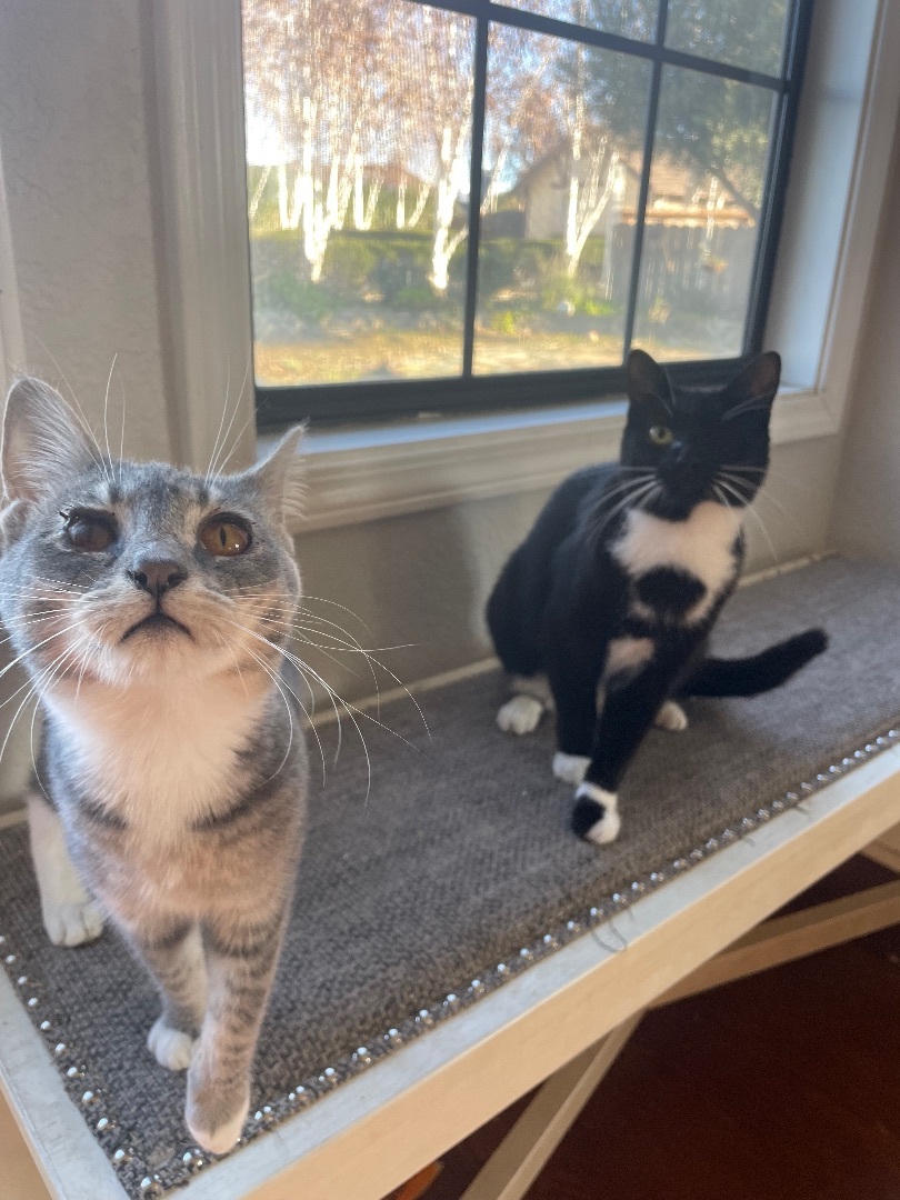 Sandy, a Adoptable Tuxedo in Hollister, CA image 4/4