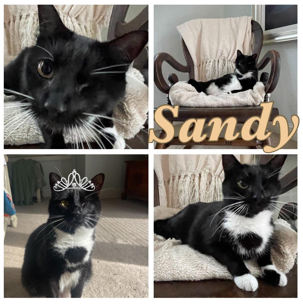 Sandy, a Adoptable Tuxedo in Hollister, CA image 1/4