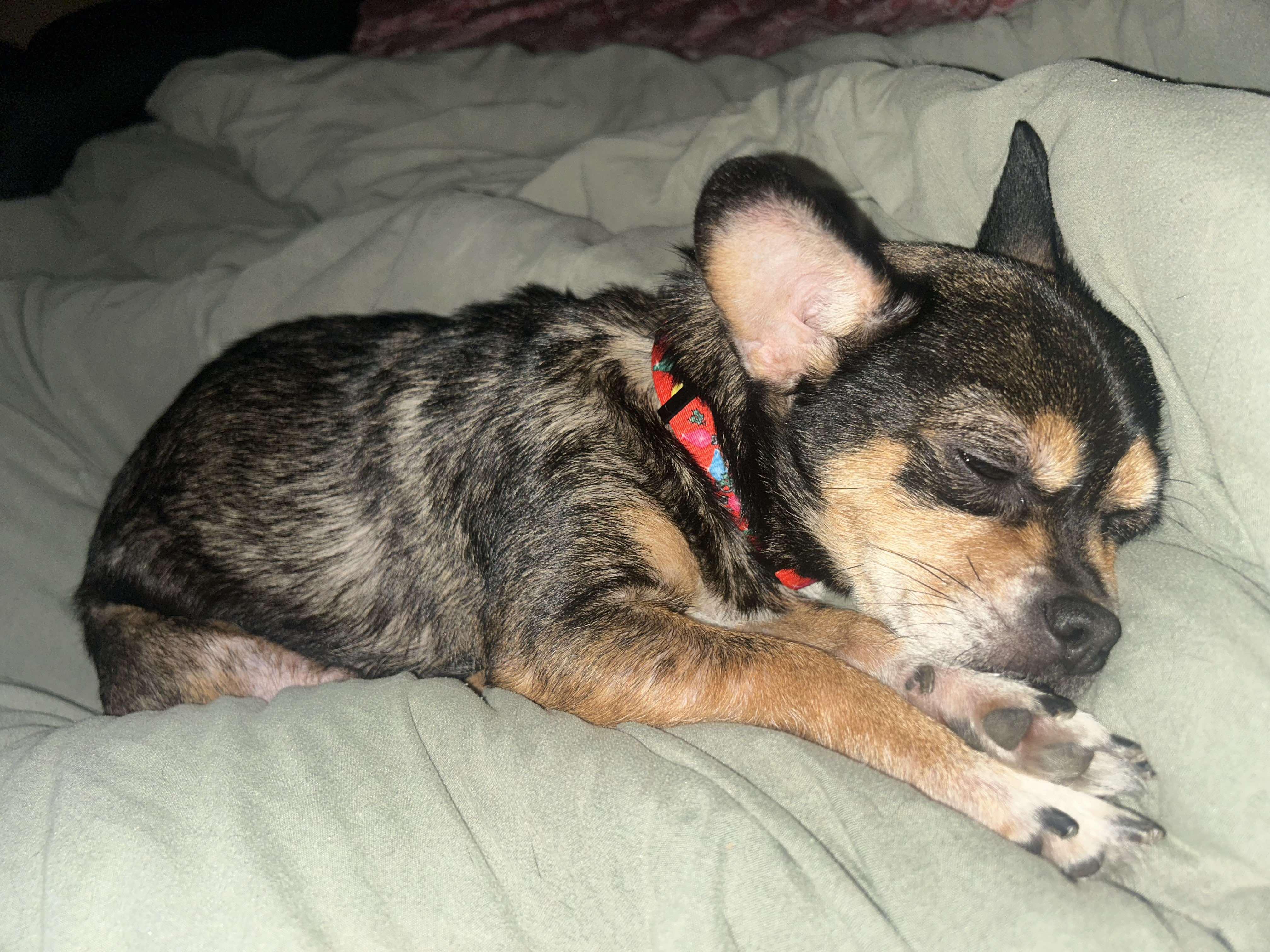 Bella, Adopted, Senior Female Chihuahua.