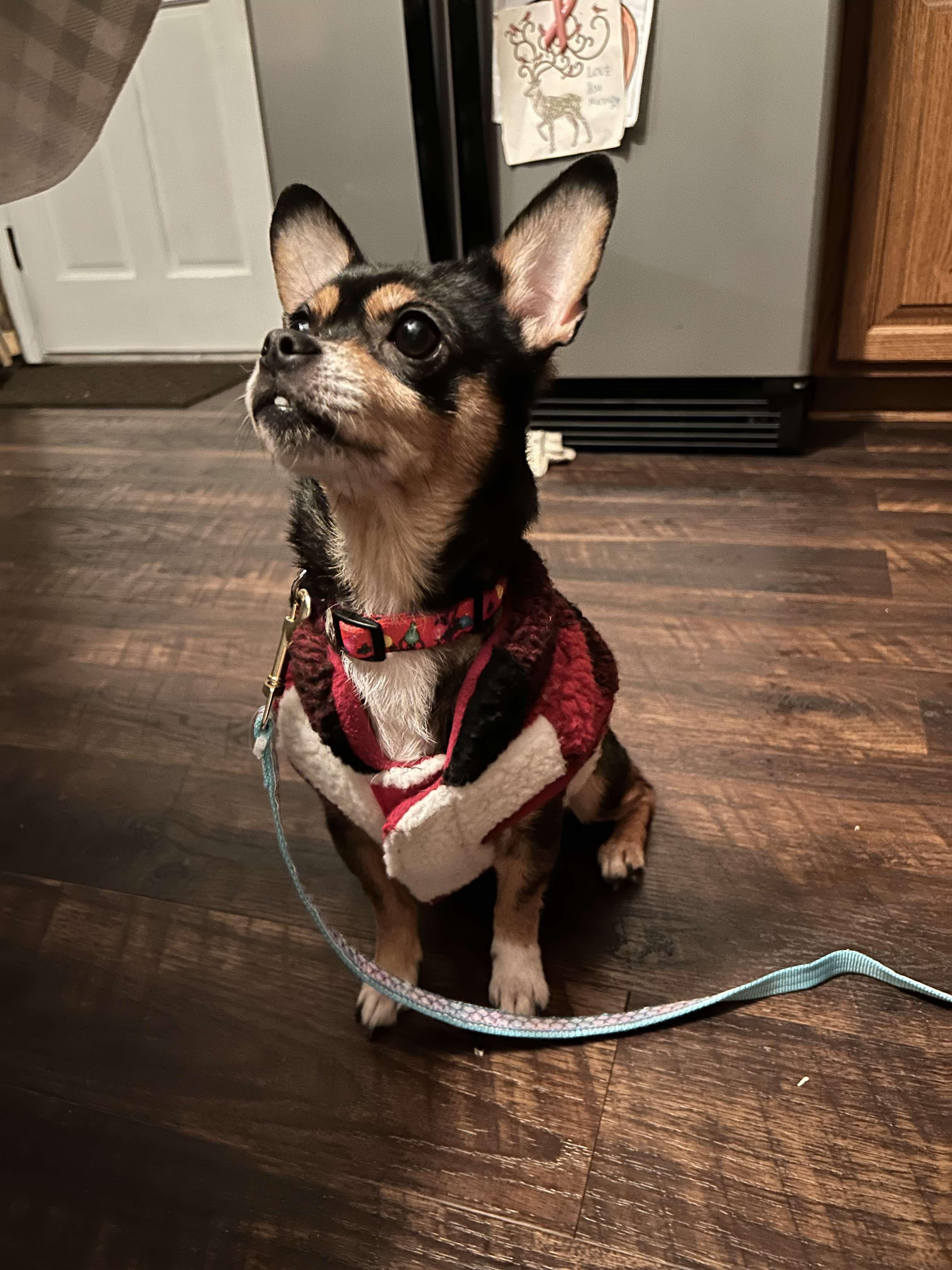 Enlarge Bella, a Adopted mixed breed in Draper, VA image 3/5