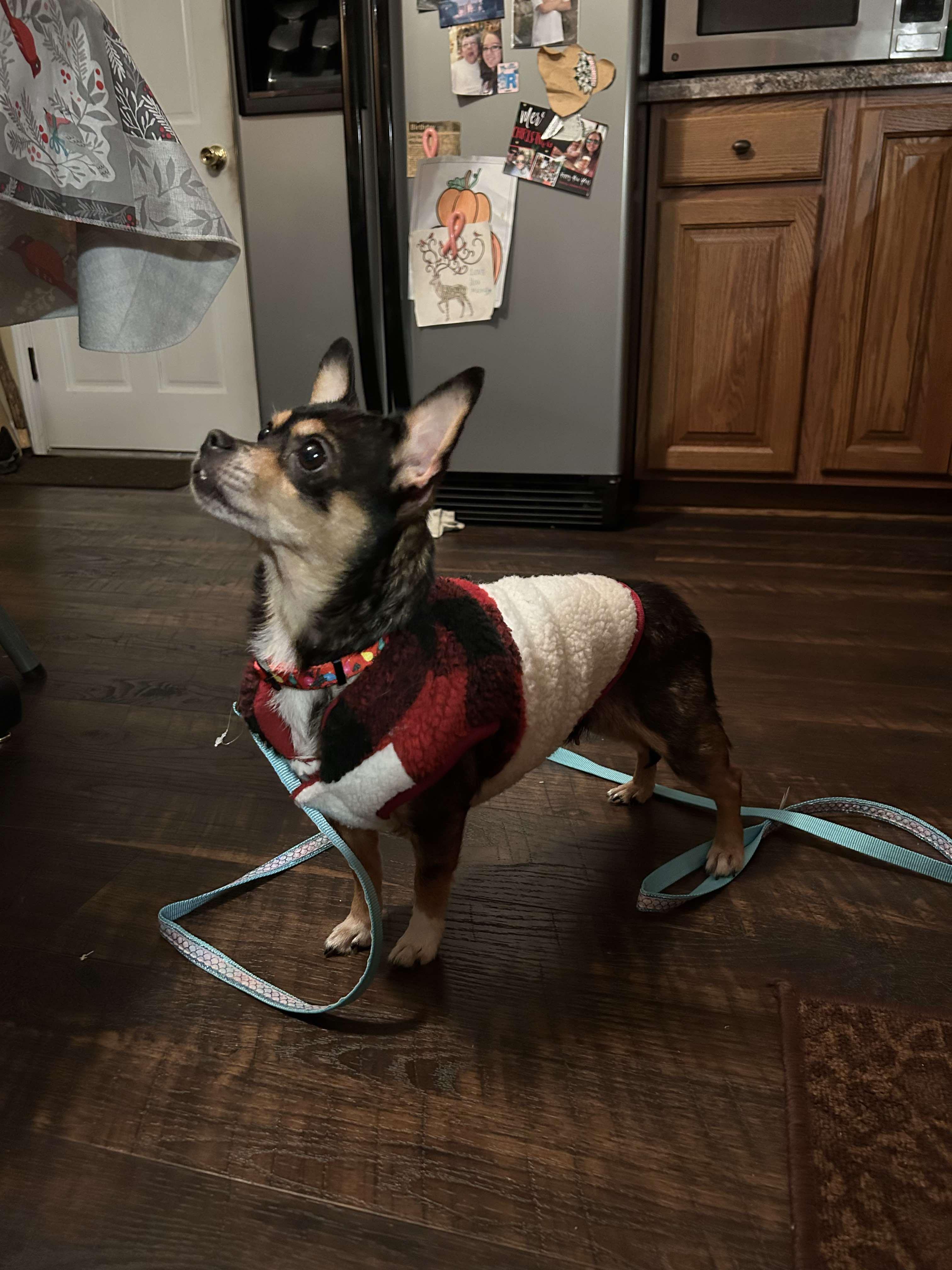 Enlarge Bella, a Adopted mixed breed in Draper, VA image 4/5