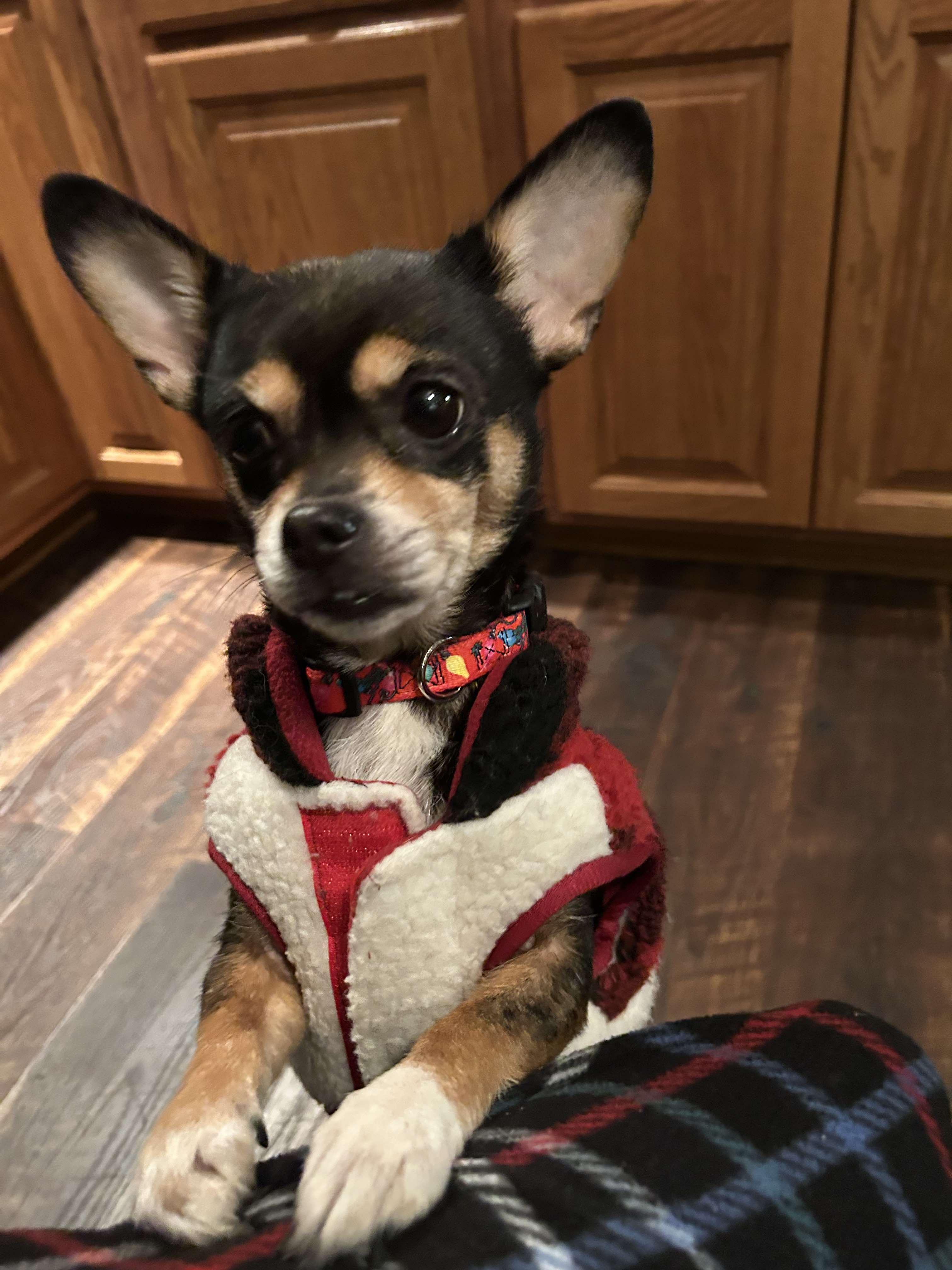 Enlarge Bella, a Adopted mixed breed in Draper, VA image 5/5