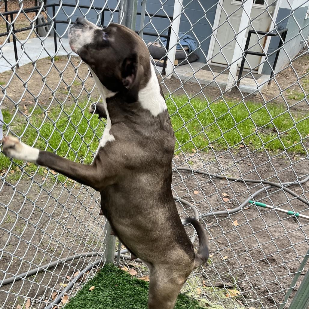 Livi Deane, Adoptable, Senior Female Boxer & Pit Bull Terrier.