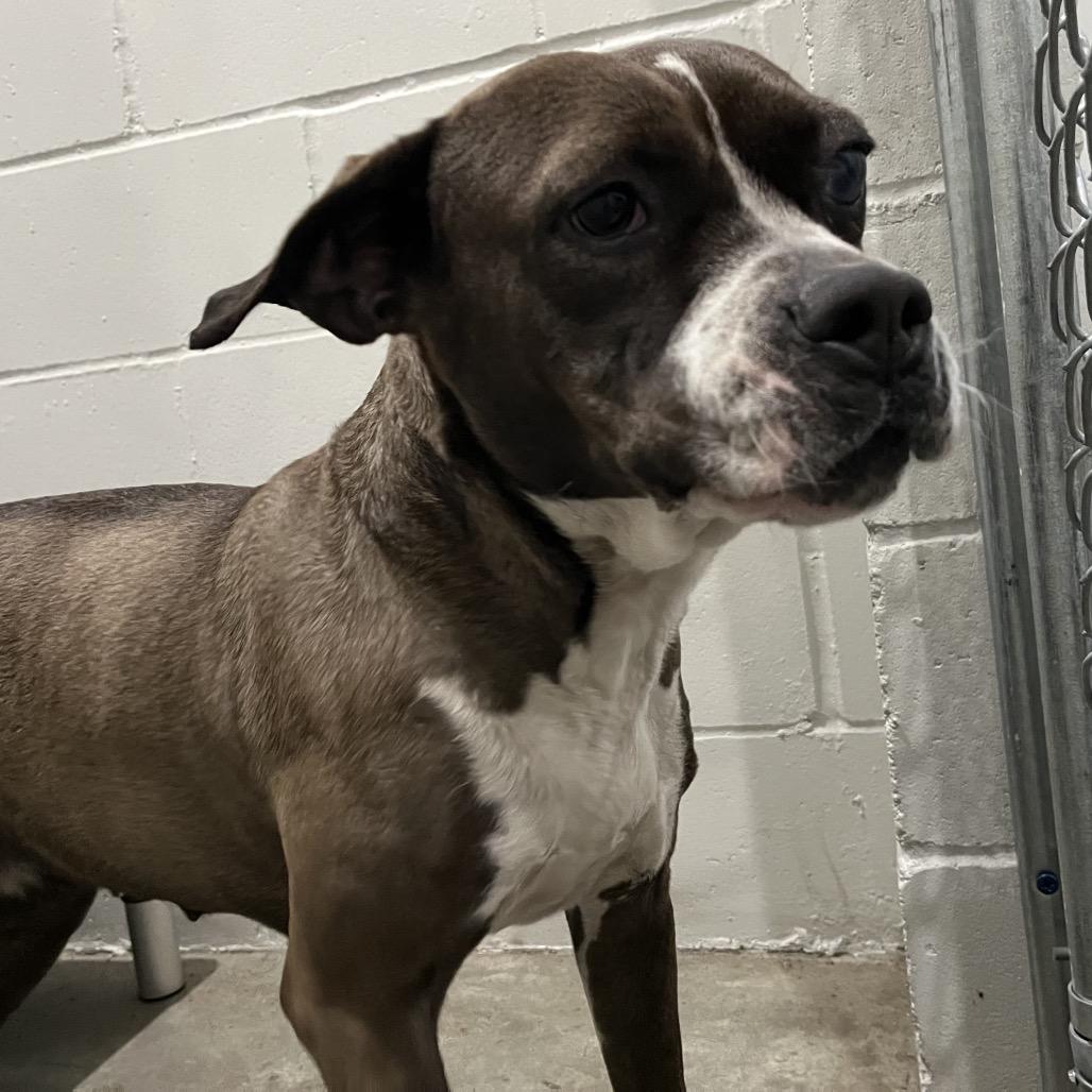 Livi Deane, Adoptable, Adult Female Boxer & Pit Bull Terrier.