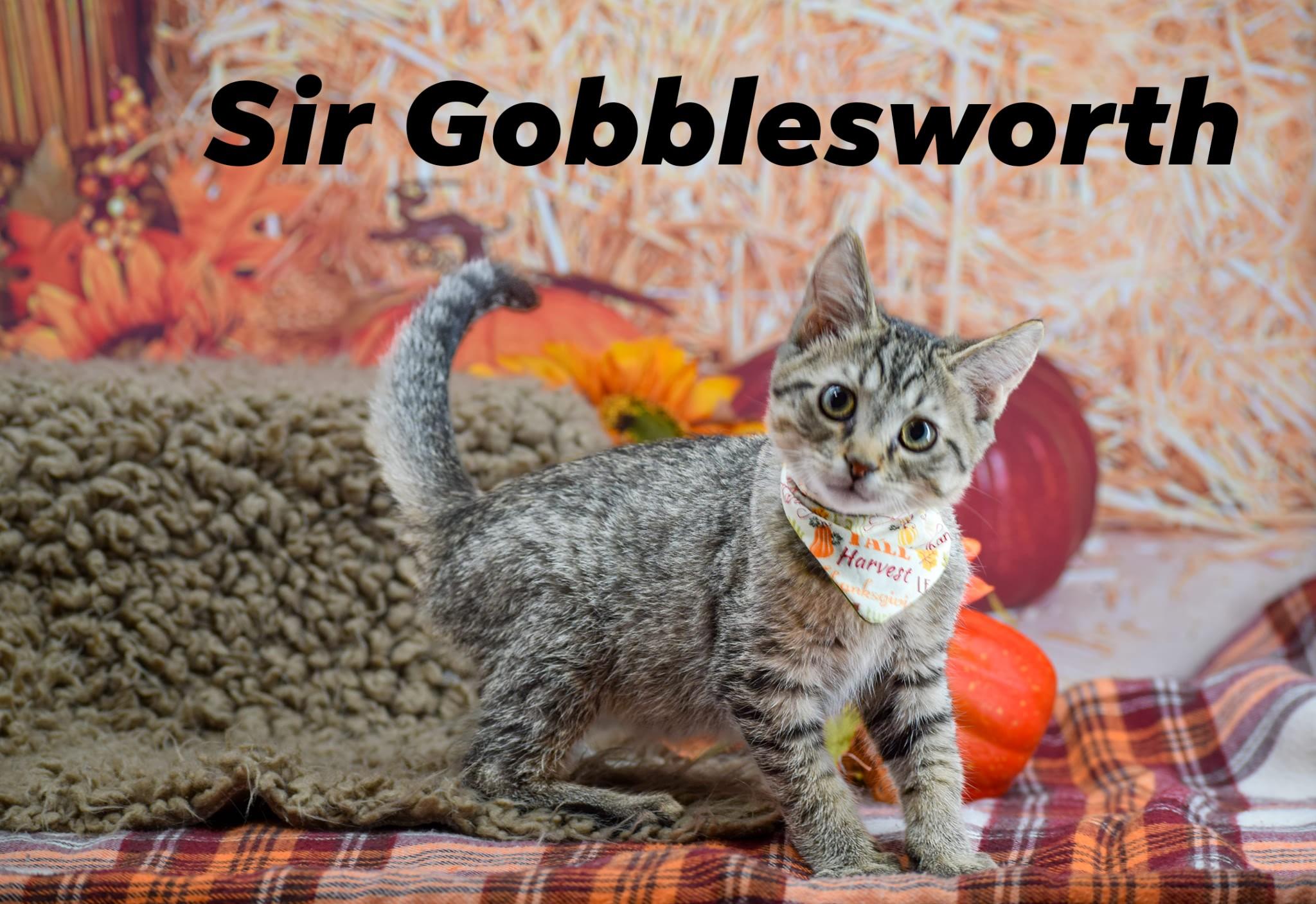 Sir Gobblesworth