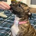 Cameo, Adoptable, Puppy Female Shar-Pei & Mixed Breed.