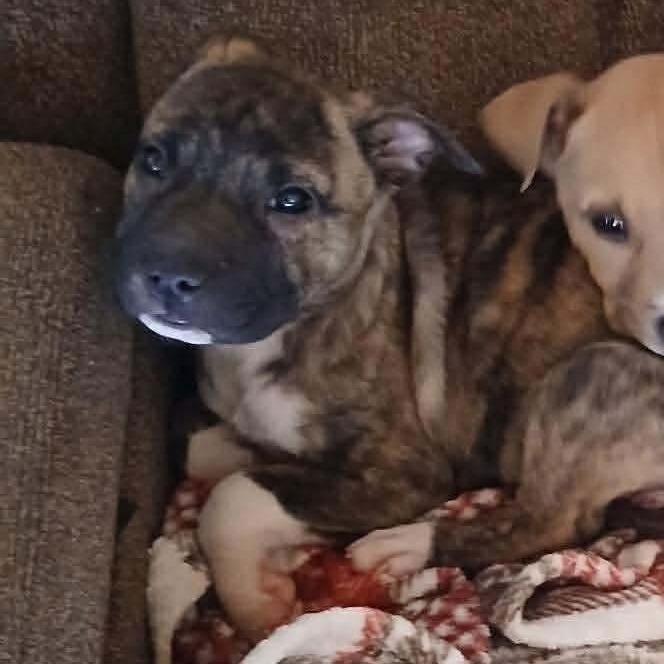 Cameo, Adoptable, Puppy Female Shar-Pei & Mixed Breed.