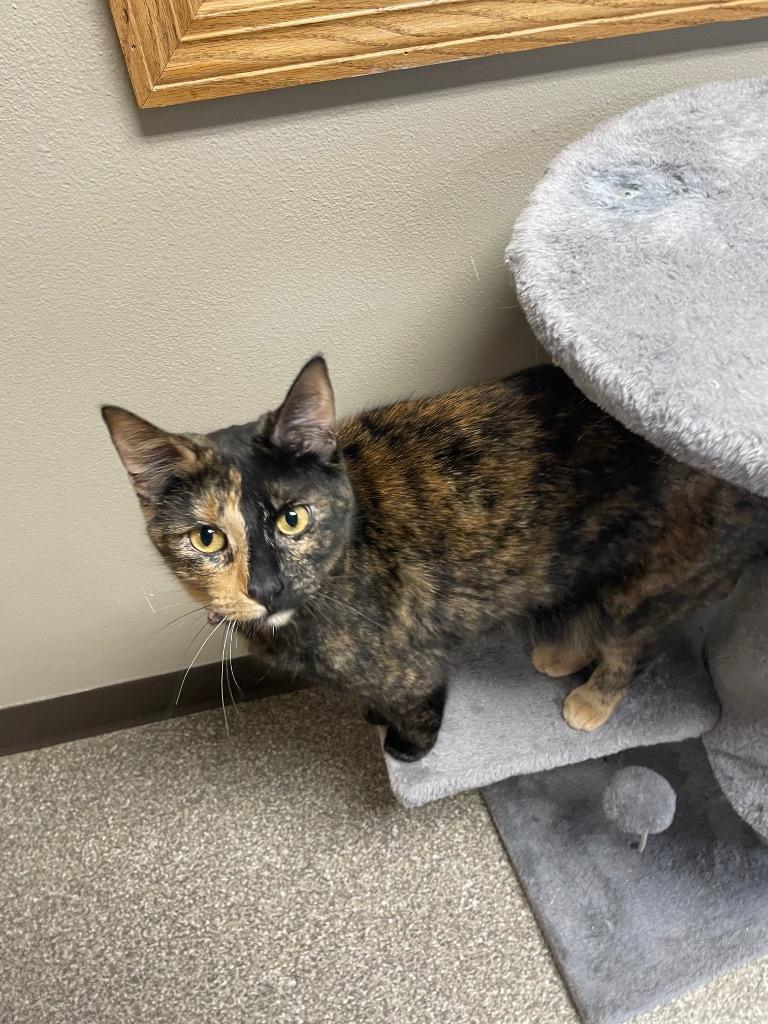 Moira, Adoptable, Adult Female Domestic Short Hair.