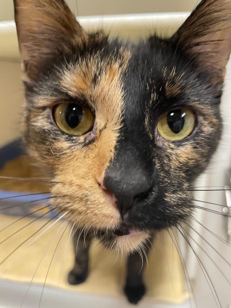 Enlarge Moira, a Adoptable mixed breed in Spooner, WI image 4/4