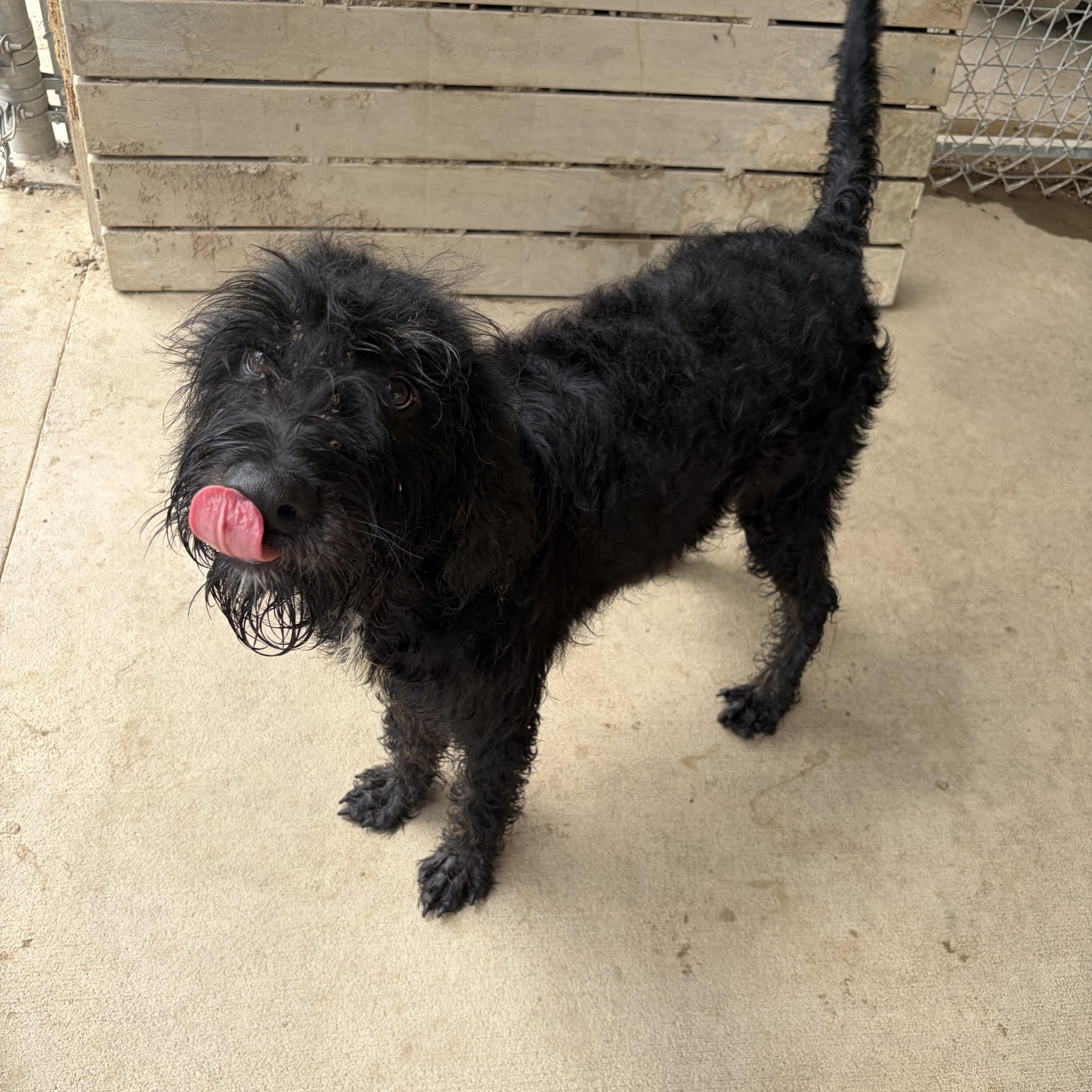Jock, an adopted mixed breed in Pomeroy, OH image 3/3
