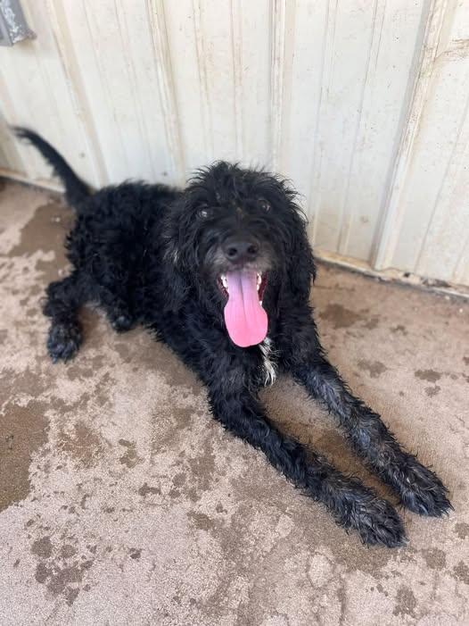Jock, an adopted mixed breed in Pomeroy, OH image 2/3