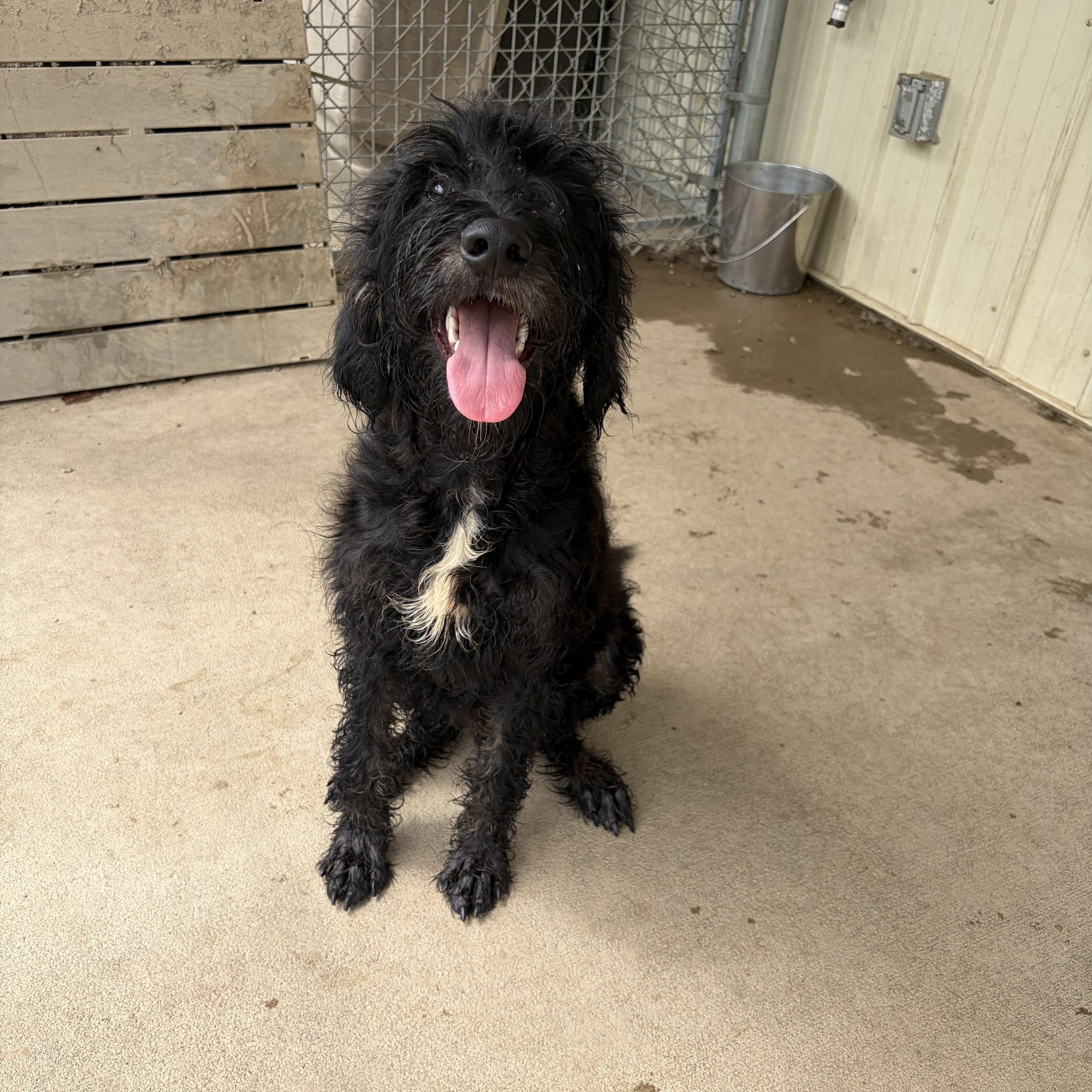 Jock, adopted, Young Male Labradoodle.