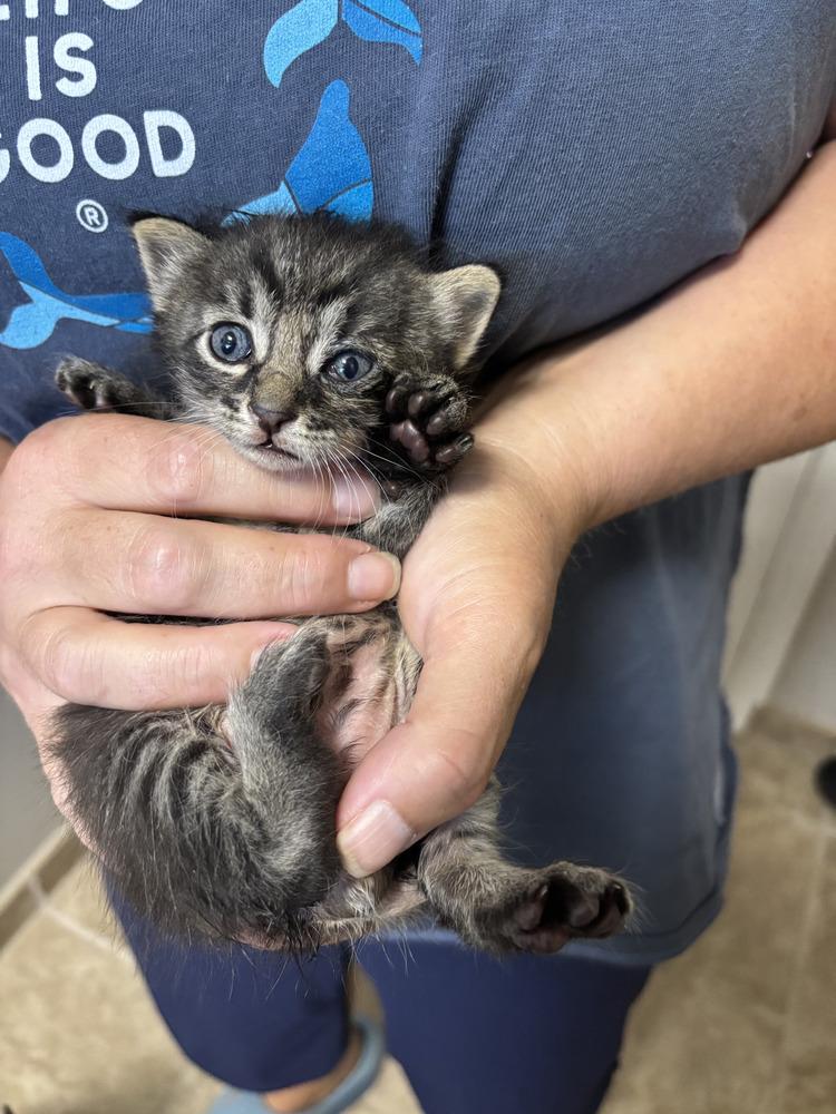 Enlarge Boogie, a Adoptable Domestic Short Hair in Salinas, CA image 1/5