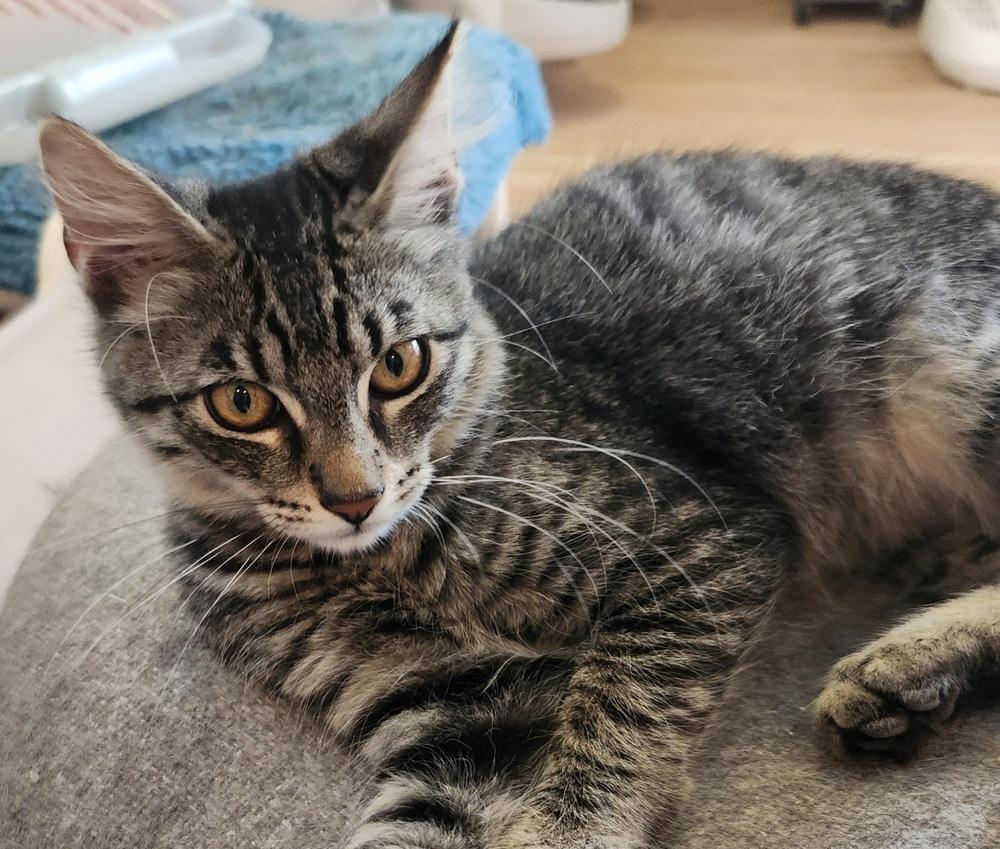 Enlarge Boogie, a Adoptable Domestic Short Hair in Salinas, CA image 3/5