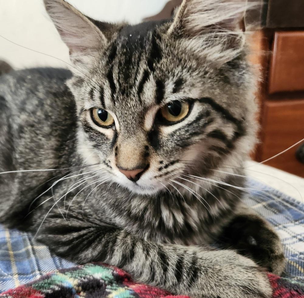 Enlarge Boogie, a Adoptable Domestic Short Hair in Salinas, CA image 4/5