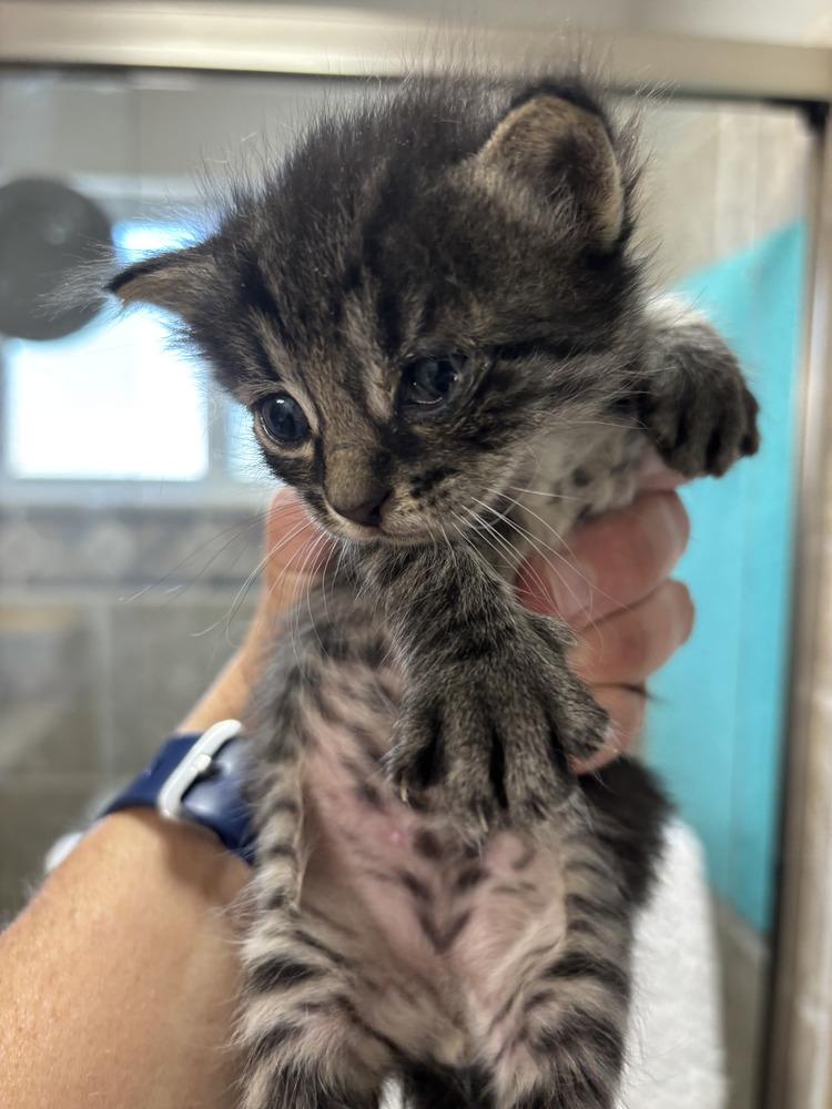 Enlarge Boogie, a Adoptable Domestic Short Hair in Salinas, CA image 5/5