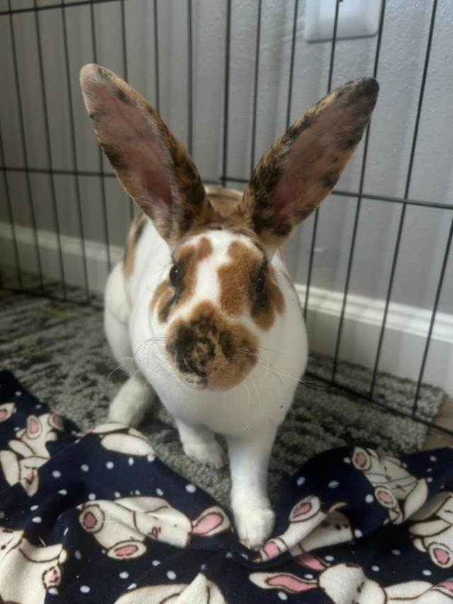Taffy photo