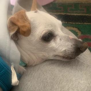 Enlarge Oshkosh 9821, a Adoptable Chihuahua in San Francisco, CA image 1/6