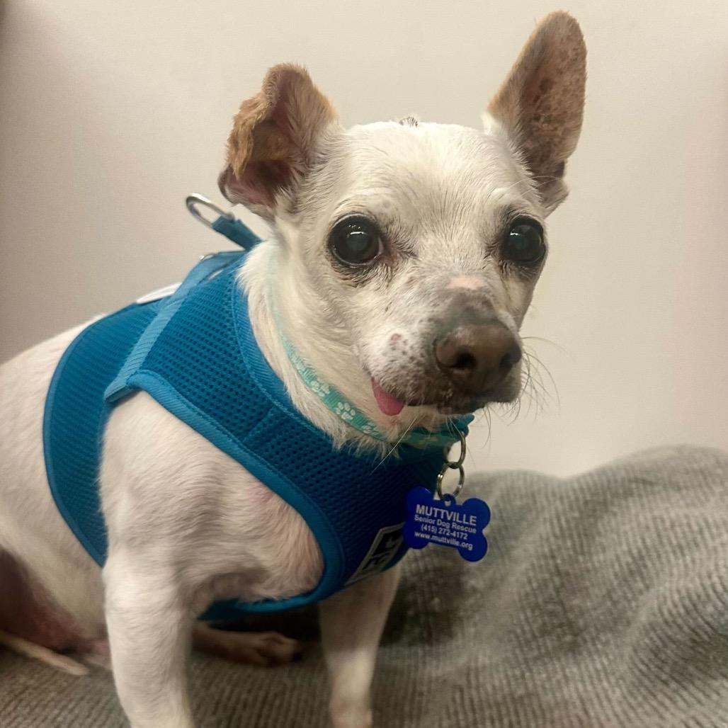Enlarge Oshkosh 9821, a Adoptable Chihuahua in San Francisco, CA image 2/6