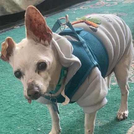 Enlarge Oshkosh 9821, a Adoptable Chihuahua in San Francisco, CA image 4/6