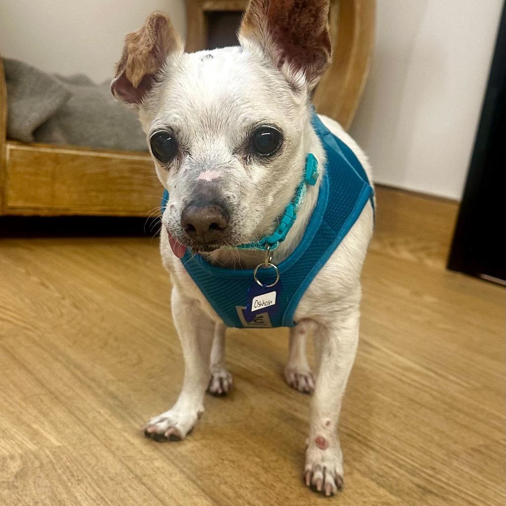Enlarge Oshkosh 9821, a Adoptable Chihuahua in San Francisco, CA image 5/6