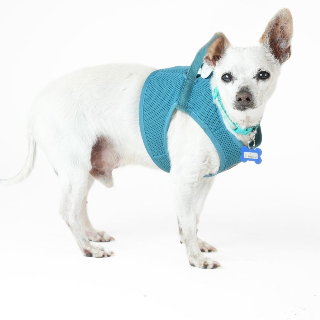 Oshkosh 9821, a Adoptable Chihuahua in San Francisco, CA image 6/6
