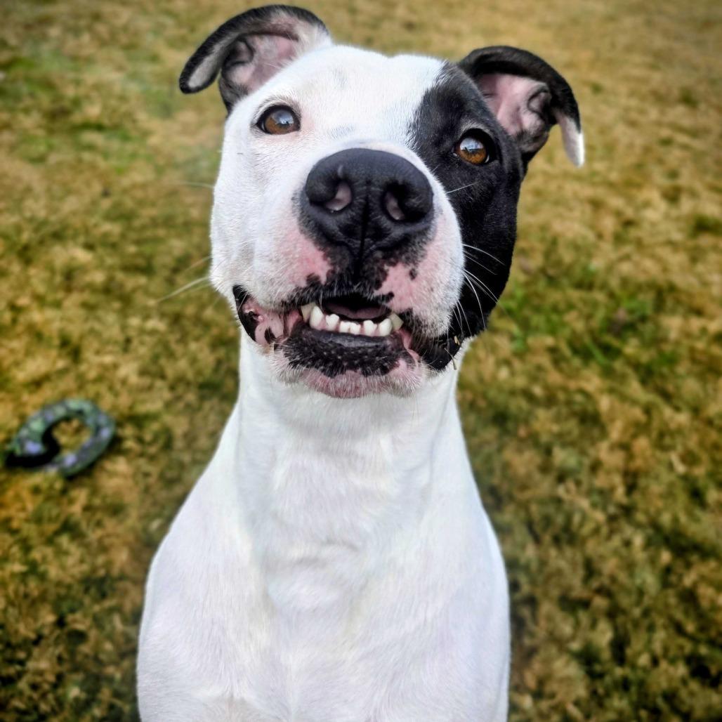 Miss November, Adoptable, Adult Female Pit Bull Terrier.