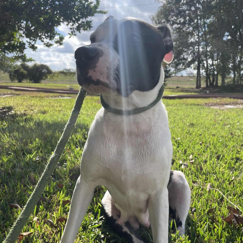 Enlarge Miss November, a Adoptable Pit Bull Terrier in Beaumont, TX image 2/5