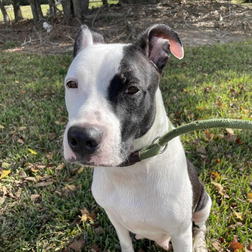 Miss November, a Adoptable Pit Bull Terrier in Beaumont, TX image 3/3