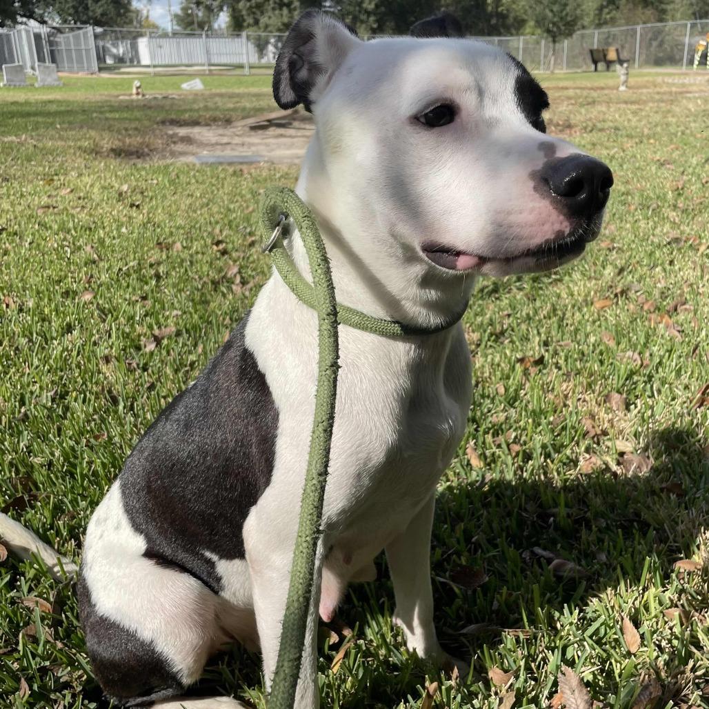 Enlarge Miss November, a Adoptable Pit Bull Terrier in Beaumont, TX image 4/5
