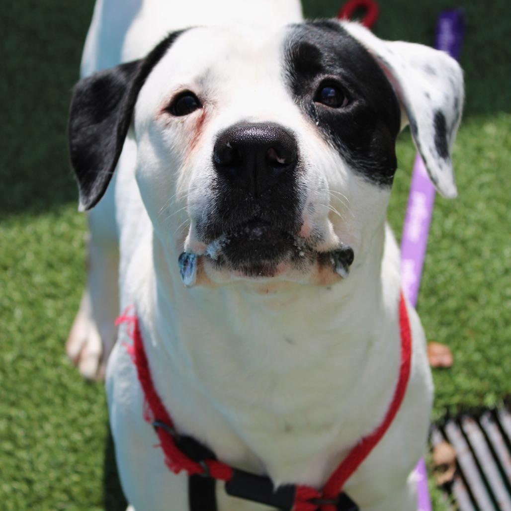 Snoop Dogg, Adoptable, Adult Male Pit Bull Terrier & Boxer.
