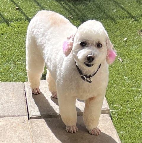 Laveena, a Adoptable Poodle in Lewistown, PA image 1/3