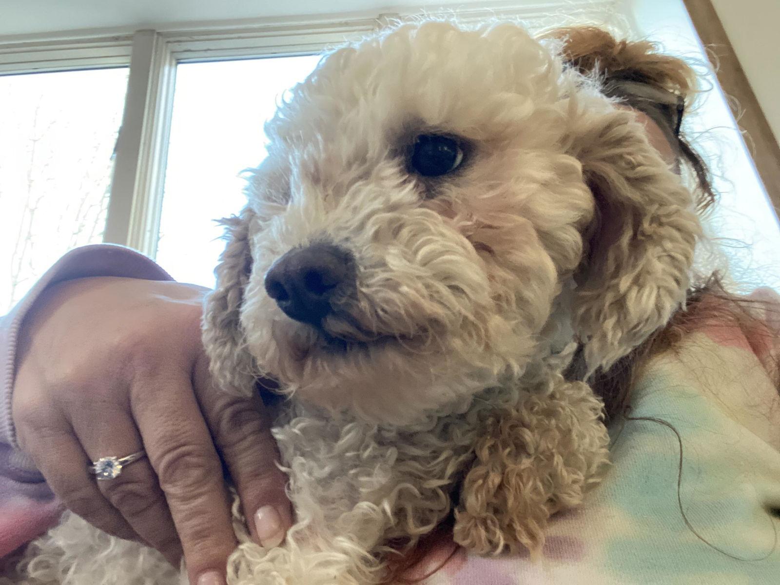 Laveena, a Adoptable Poodle in Lewistown, PA image 3/3