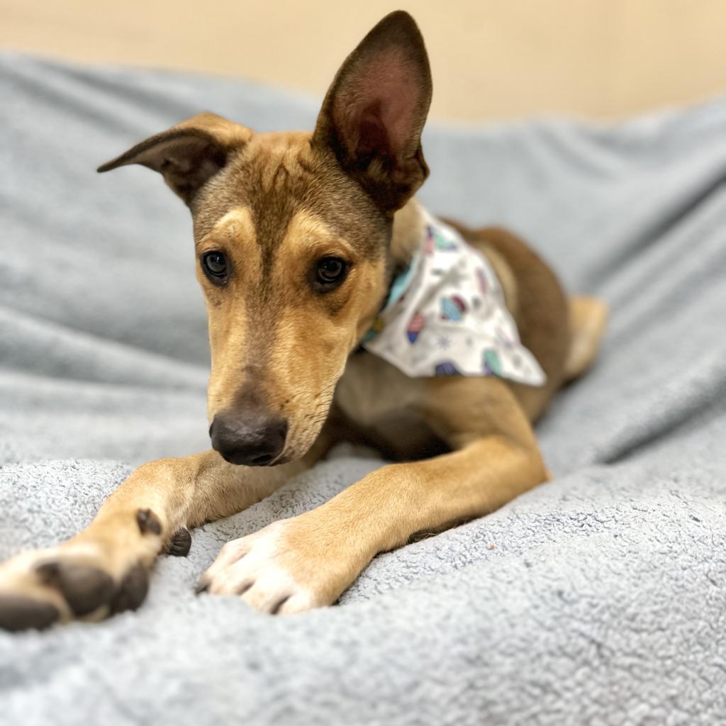 Enlarge Brig, a Adoptable mixed breed in Monticello, IA image 2/6