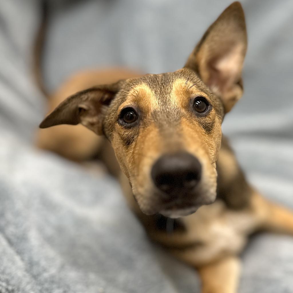 Enlarge Brig, a Adoptable mixed breed in Monticello, IA image 3/6