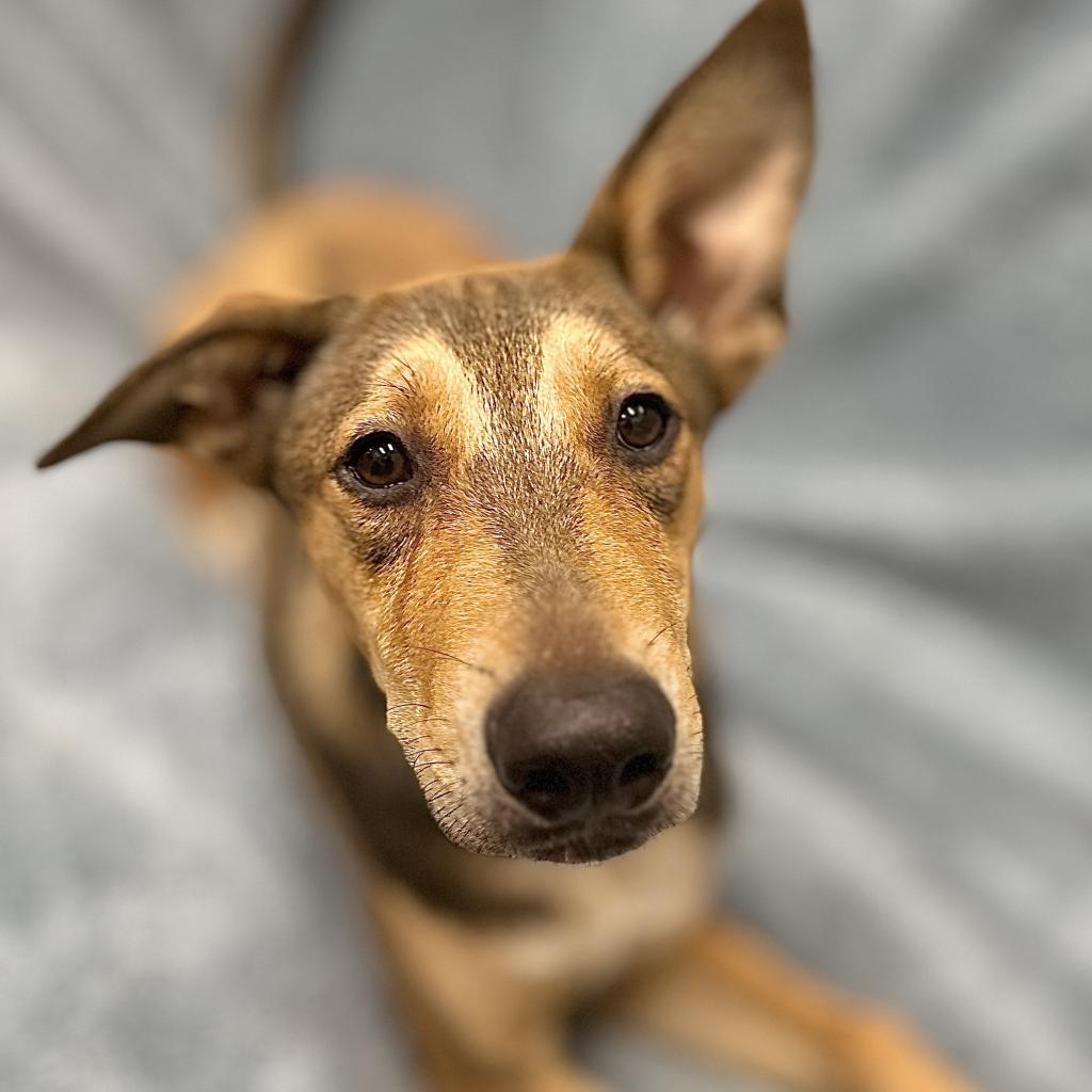 Enlarge Brig, a Adoptable mixed breed in Monticello, IA image 4/6