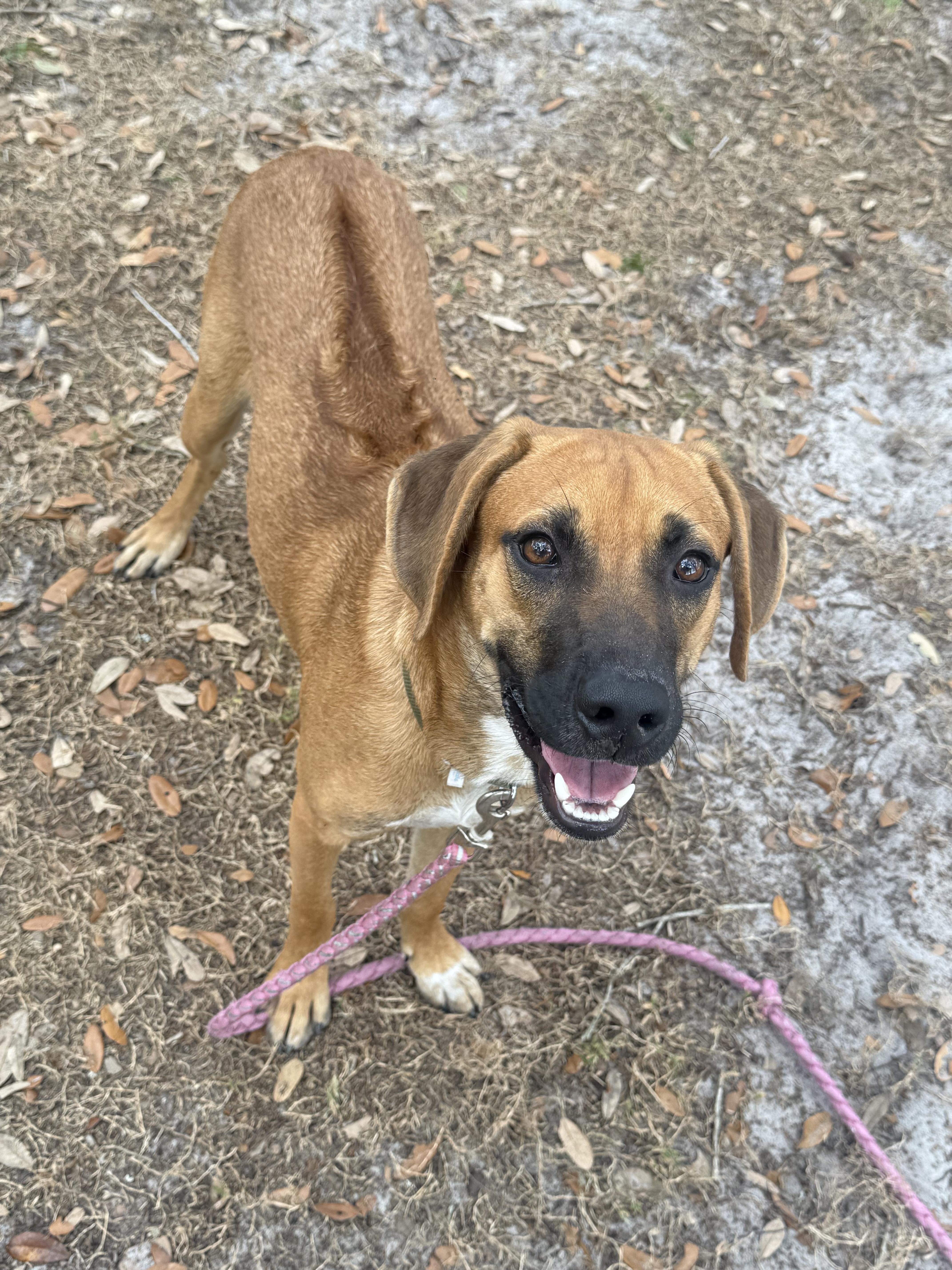 Alchemist, Adopted, Young Male Rhodesian Ridgeback.