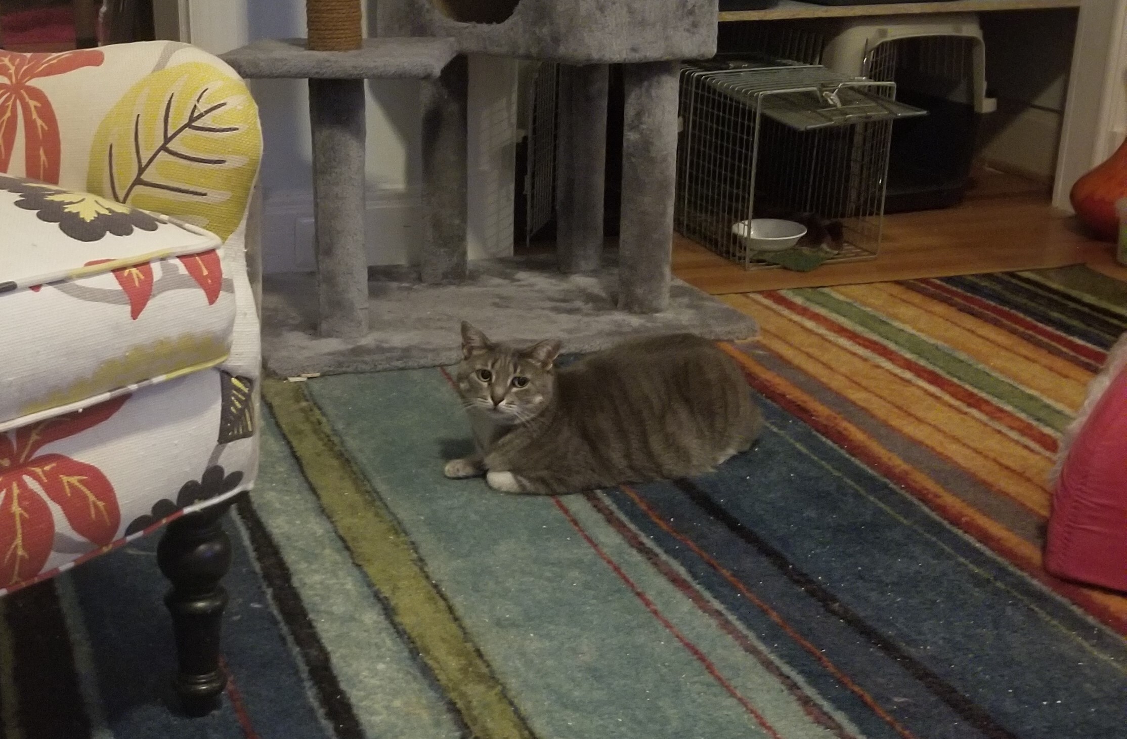 Enlarge Phoenix, a Adoptable mixed breed in Baltimore, MD image 1/1