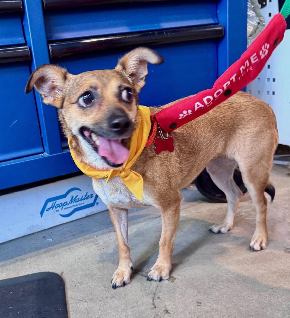 Enlarge Mystic, a Adoptable mixed breed in Brooklyn, NY image 2/6