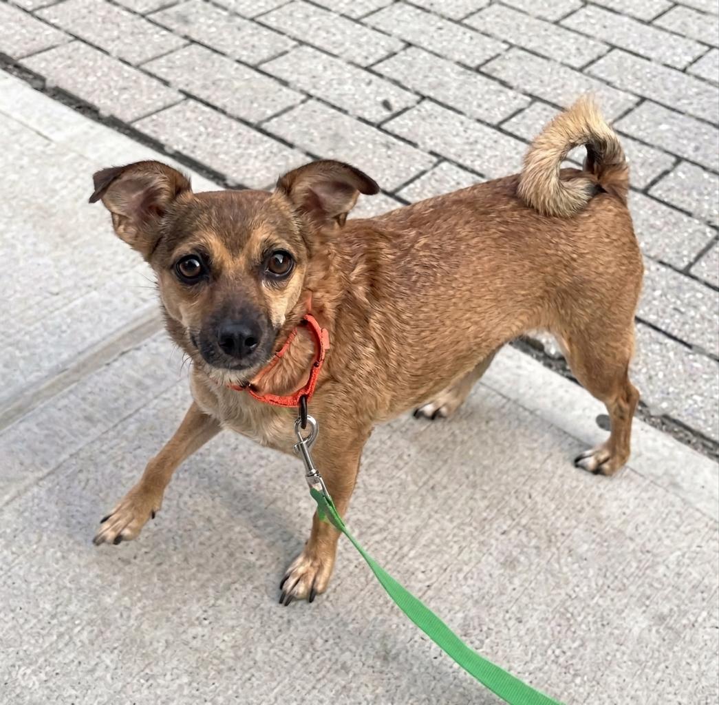 Enlarge Mystic, a Adoptable mixed breed in Brooklyn, NY image 1/6