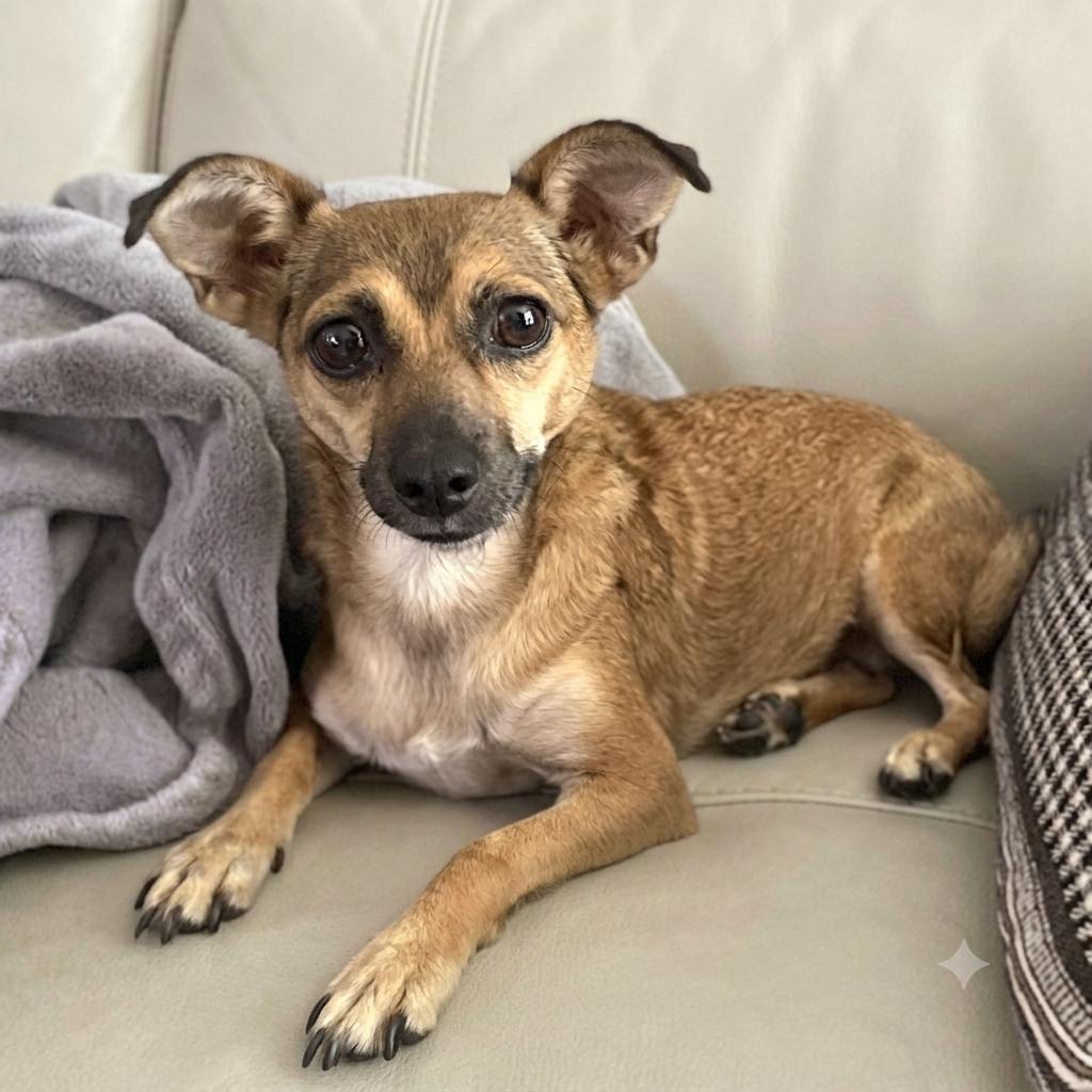 Enlarge Mystic, a Adoptable mixed breed in Brooklyn, NY image 5/6
