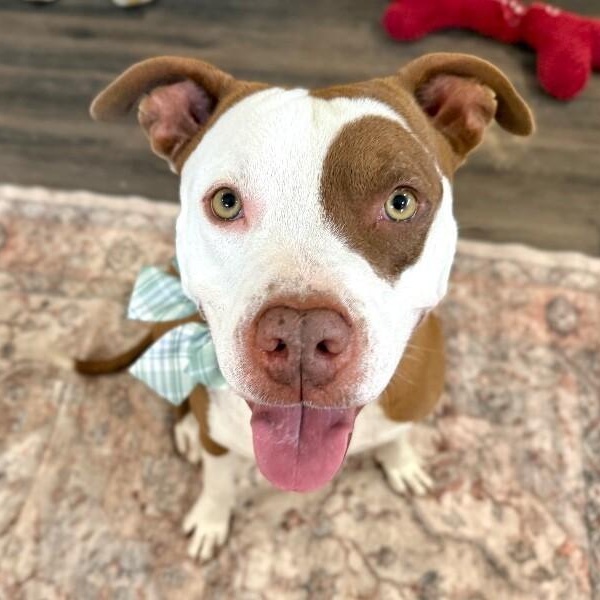 Bo Beautiful Boy — thumbnail 2