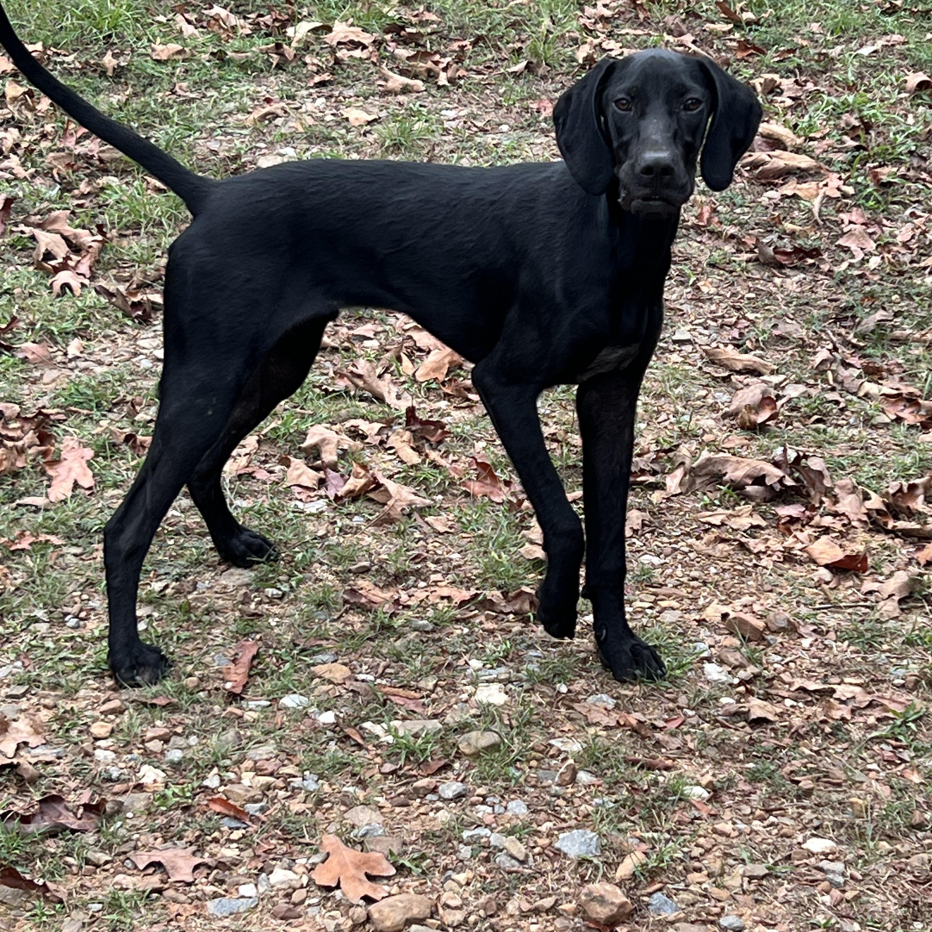 Enlarge Baker, a Adoptable mixed breed in Zimmerman, MN image 1/1