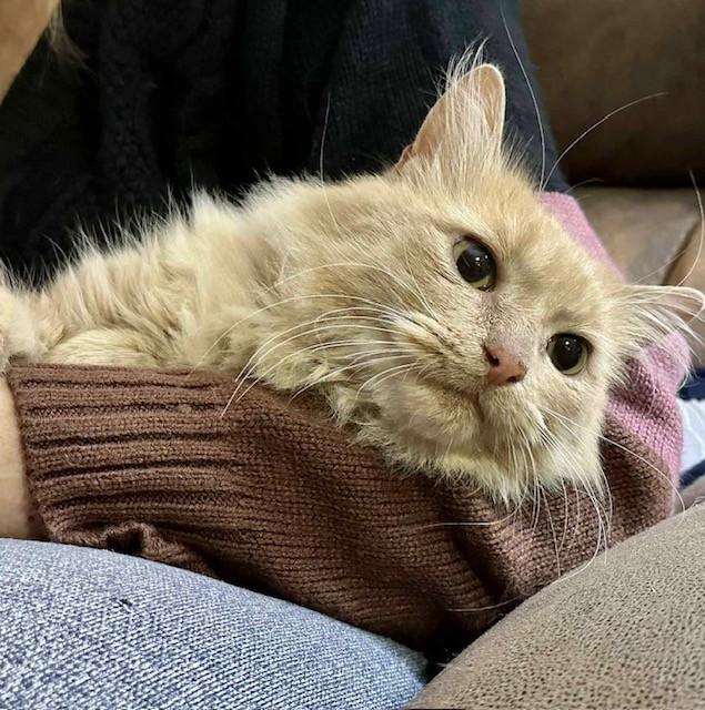 Fletcher, Adoptable, Adult Male Domestic Long Hair.